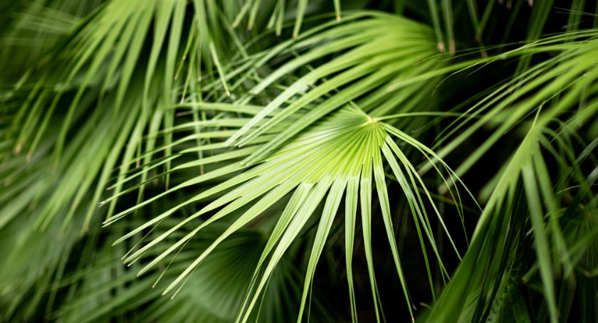 Valensa’s USPlus PRO Saw Palmetto Extract Offers Triple Action Benefit for Men’s Health
